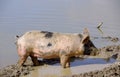 Mottled pig Royalty Free Stock Photo