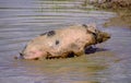 Mottled pig Royalty Free Stock Photo
