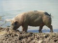 Mottled pig Royalty Free Stock Photo