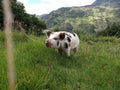 Mottled Pig in the mountains 2