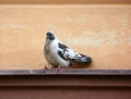 Mottled pigeon sitting on a ledge