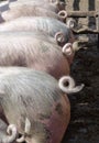 Mottled and pink pigs