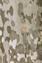Mottled Plane tree bark background Royalty Free Stock Photo