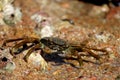 Mottled sally light foot crab Royalty Free Stock Photo