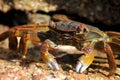 Mottled sally light foot crab Royalty Free Stock Photo