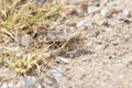 Mottled Sand Grasshopper Spharagemon collare Camouflaged on Gravel and Vegetation in Eastern Colorado