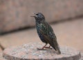 Mottled starling with an open beak sits on a granite pedestal Royalty Free Stock Photo