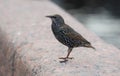 Mottled starling sits on a granite fence Royalty Free Stock Photo