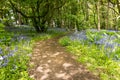 Mottled sunlit Path through a bluebell wood Royalty Free Stock Photo