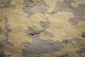 Mottled Sycamore Tree Bark And Trunk Background Or Texture, Close-up, horizontal Image With Copy Space