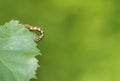 Mottled Umber (Erannis defoliaria) Royalty Free Stock Photo