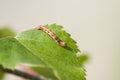 Mottled Umber (Erannis defoliaria)