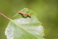 Mottled Umber (Erannis defoliaria)