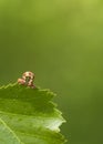 Mottled Umber (Erannis defoliaria) Royalty Free Stock Photo