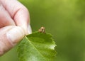 Mottled Umber (Erannis defoliaria) Royalty Free Stock Photo