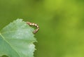 Mottled Umber (Erannis defoliaria) Royalty Free Stock Photo