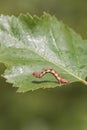 Mottled Umber (Erannis defoliaria) Royalty Free Stock Photo