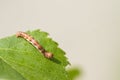 Mottled Umber (Erannis defoliaria)