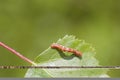 Mottled Umber (Erannis defoliaria) Royalty Free Stock Photo