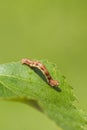 Mottled Umber (Erannis defoliaria) Royalty Free Stock Photo