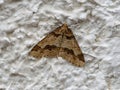 Mottled Umber Erannis defoliaria. late autumn moth.