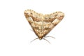 Mottled Umber moth