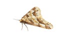 Mottled Umber moth