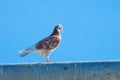 Mottled white-brown dove sitting on a dirty metal surface