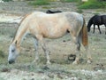 Mottled white horse grazing dry grass