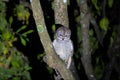 mottled wood owl perched on a tree Royalty Free Stock Photo