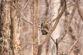 Mottled wood owl sitting on the branch of a tree with beautiful background . One of the most beautiful bird to watch.