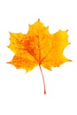 Mottled yellow fallen autumn leaf Royalty Free Stock Photo