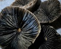 Mottlegill Mushrooms, Don`t Wear Your Petticoat To Pick Royalty Free Stock Photo