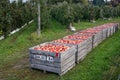 Wooden apple bins full of red rosy freshly picked apples