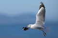 MOUETTE DE HARTLAUB larus hartlaubii Royalty Free Stock Photo