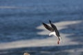 MOUETTE DE HARTLAUB larus hartlaubii Royalty Free Stock Photo