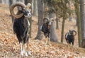 Three moufflons in the forest Royalty Free Stock Photo