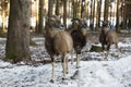 Moufflons in a park, wintertime Royalty Free Stock Photo