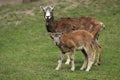 Mouflon