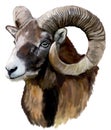 Mouflon