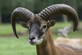 Mouflon Royalty Free Stock Photo