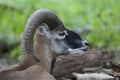 Mouflon Royalty Free Stock Photo