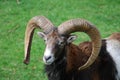 Mouflon