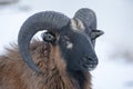 Mouflon