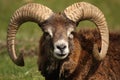 MOUFLON Royalty Free Stock Photo