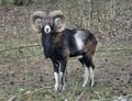 Mouflon