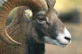 Mouflon Royalty Free Stock Photo