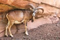 Closeup photo with single Mouflon in the Eifelpark, in Germany and red rock in the background Royalty Free Stock Photo