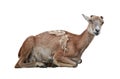 Mouflon Royalty Free Stock Photo