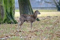 Mouflon in Forest Looking Winter Autumn Natural Stock Photo Royalty Free Stock Photo